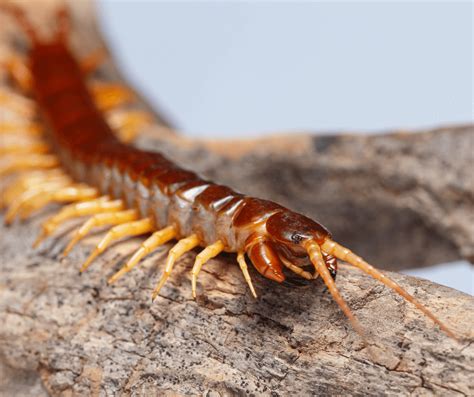 what does a centipede symbolize|Symbolism of Centipedes: Decoding the Significance.